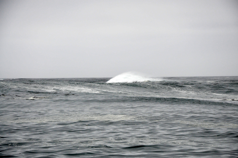 Melanie Heinrich Travel images Capetown -Shark diving Africa